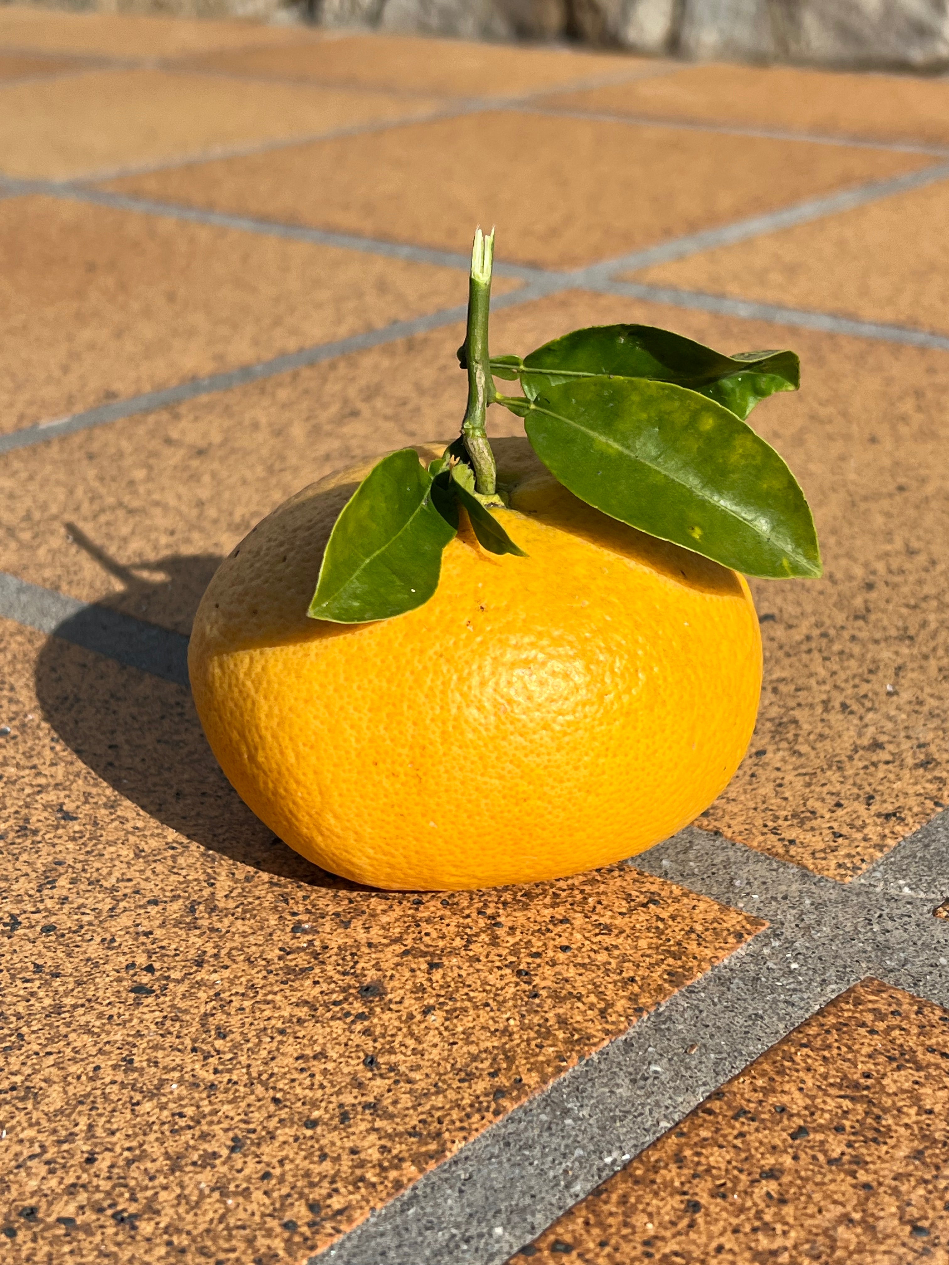 Pomelo Recién Recolectado