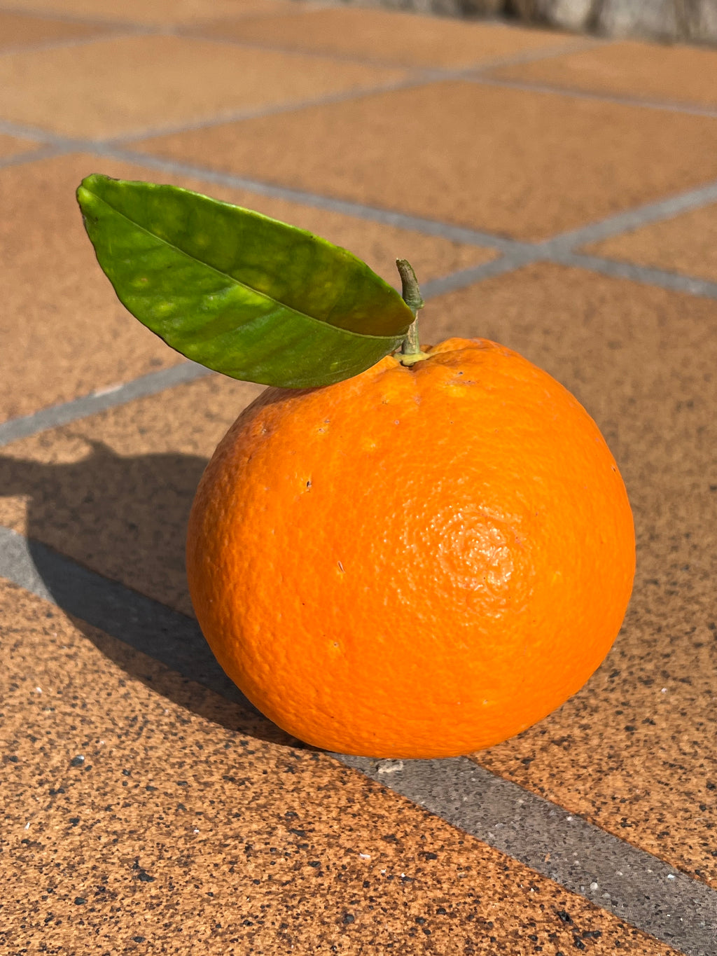 Naranja Recién Recolectada