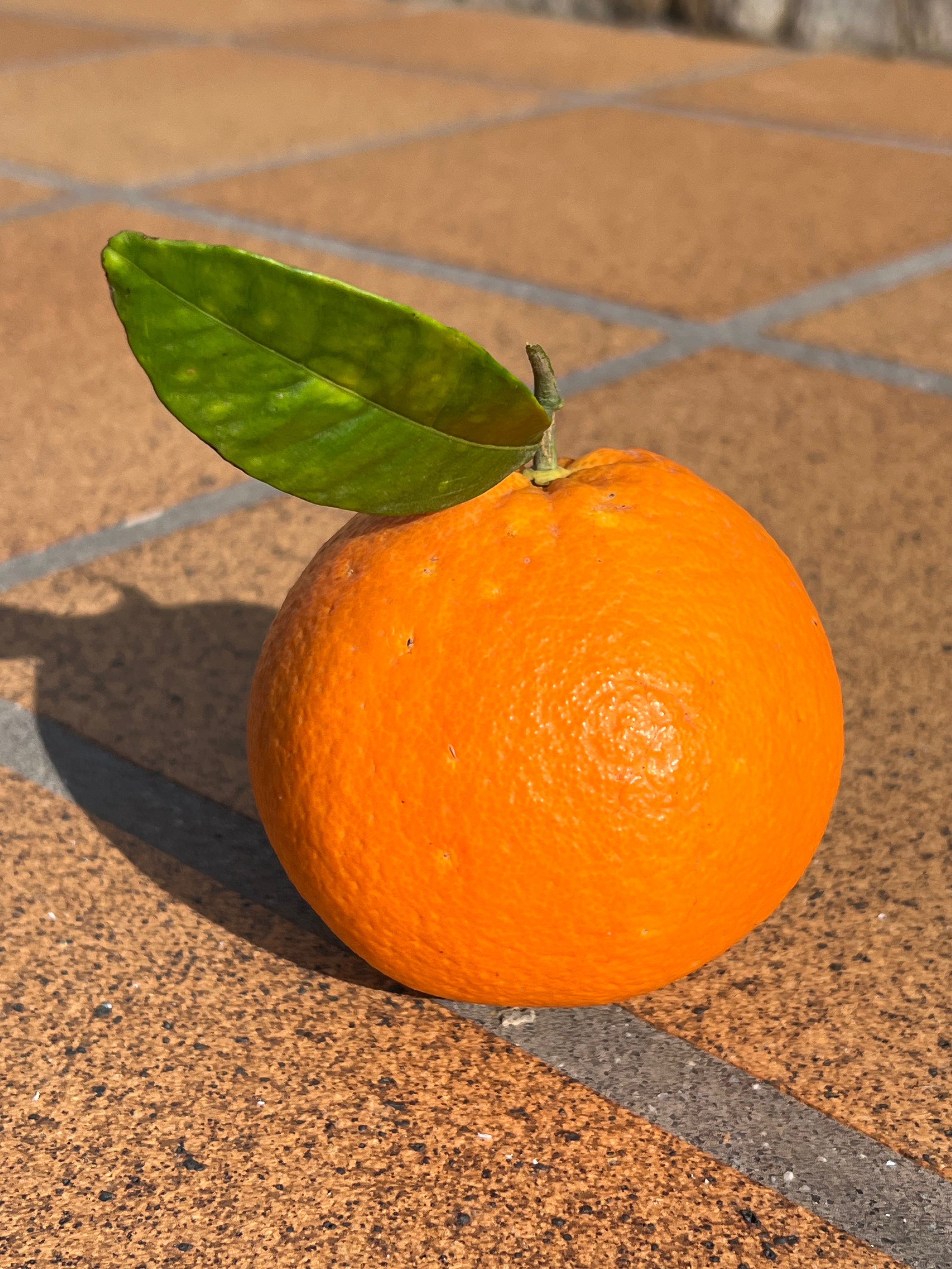 Naranja Recién Recolectada